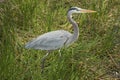Great blue heron standing in Florida`s Everglades National Park. Royalty Free Stock Photo