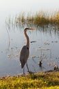 Great Blue Heron Standing Royalty Free Stock Photo