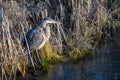 Great Blue Heron standing on the ice at the edge of a grassy marsh and frozen pond Royalty Free Stock Photo