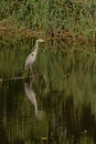 Great blue heron standing in the lake in the flemish countryside