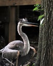 Great Blue Heron standing Royalty Free Stock Photo