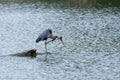 Great Blue Heron standing on log in lake and scratching Royalty Free Stock Photo
