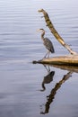 Great Blue Heron standing on log in the water with reflection Royalty Free Stock Photo