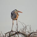 Great Blue Heron standing on marsh bush Royalty Free Stock Photo
