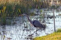 A Great Blue Heron Standing in a Marsh Royalty Free Stock Photo