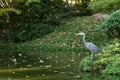 a great blue heron standing next to a pond Royalty Free Stock Photo