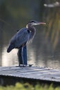 A Great Blue Heron Standing on an Old Dock Royalty Free Stock Photo
