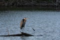 Great Blue Heron standing on one leg on submerged dead tree
