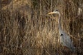 Great Blue Heron Standing in a Panama City, Florida, Swamp