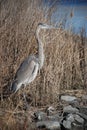 Great Blue Heron standing in phragmites by river Royalty Free Stock Photo