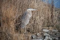 Great Blue Heron standing in phragmites by river horizontal Royalty Free Stock Photo