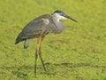 Great Blue Heron Standing in a Pond full of Duckweed Royalty Free Stock Photo