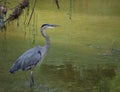 Great Blue Heron Standing in a Pond with Green Water Royalty Free Stock Photo