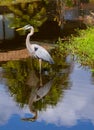 Great blue heron reflection Royalty Free Stock Photo