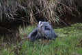 A great blue heron standing in a pond Royalty Free Stock Photo