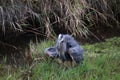 A great blue heron standing in a pond Royalty Free Stock Photo