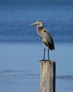 Great Blue Heron standing on a post in the ocean Royalty Free Stock Photo