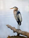 Great Blue Heron standing proudly on a log over looking the Chesapeake bay