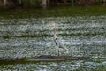 Great Blue Heron standing proudly on a small island in a pond near the Chesapeake Bay Royalty Free Stock Photo