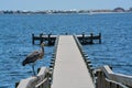 A Great Blue Heron standing on a railing at Gulf Breeze City Park in Santa Rosa County Florida, Gulf of Mexico, USA