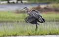 Great Blue Heron standing in the rain, Walton County, Georgia USA Royalty Free Stock Photo