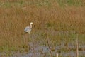 Great blue heron standing in the reed, eating a frog- Ardea herodias Royalty Free Stock Photo