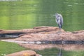 Great blue heron standing on a rock Royalty Free Stock Photo