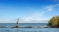 Great Blue Heron Standing on a rock jetty looking out over the Chesapeake Bay Royalty Free Stock Photo