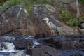 Great Blue Heron on a waterfall Royalty Free Stock Photo