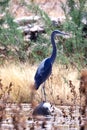 Great Blue Heron Standing on a rock.