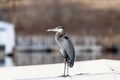 Great Blue Heron standing on roof of metal building by a lake Royalty Free Stock Photo