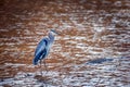 Great Blue Heron Standing in a Rust colored pond with sun sparkles Royalty Free Stock Photo