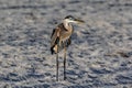 Great blue heron standing on the sandy beach, facing the sunlight. Royalty Free Stock Photo