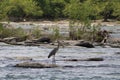 Great Blue Heron By The Seashore In Pensacola Florida Royalty Free Stock Photo