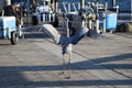 Great Blue Heron By The Seashore In Pensacola Florida Royalty Free Stock Photo