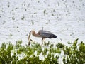 Great Blue Heron with Large Fish