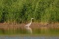 Great blue heron standing in the shallow waters of a lake, glancing off to the side. Royalty Free Stock Photo