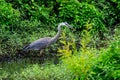 A Great Blue Heron standing in a small stream waiting to strike an unlucky fish Royalty Free Stock Photo