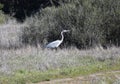 Great Blue Heron Standing Still in a Field