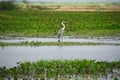 Great blue heron standing in the swamp