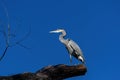 Great Blue Heron standing tall on a dead tree Royalty Free Stock Photo