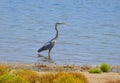 Great blue heron standing tall on the lake Royalty Free Stock Photo