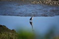 Great Blue Heron Standing Tall in Shallow Waters Royalty Free Stock Photo