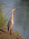A Great Blue Heron Standing Tall of the Shore