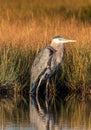 Great Blue Heron standing tall Royalty Free Stock Photo