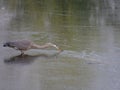 Great Blue Heron Standing in Water with an Outstretched Neck Royalty Free Stock Photo