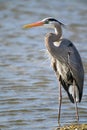 Great Blue Heron standing at water\'s edge Royalty Free Stock Photo