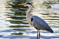 Great Blue Heron standing in water at sunset Royalty Free Stock Photo