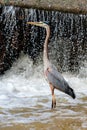 Great Blue Heron Standing at the Waterfall Royalty Free Stock Photo