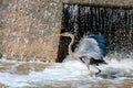 Great Blue Heron Standing at the Waterfall Royalty Free Stock Photo